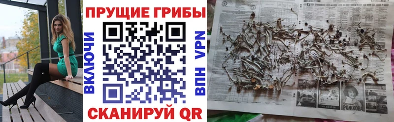 Купить где  Кунгур  Галлюциногенные грибы Cubensis 